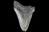 Partial, Fossil Megalodon Tooth #88997-1